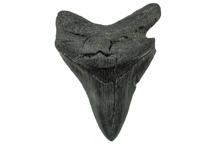 Serrated, Fossil Megalodon Tooth - South Carolina #325751